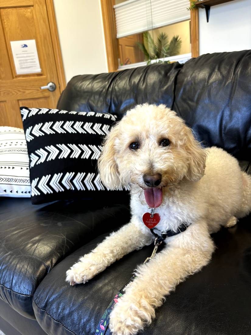 Dash - Therapy Dog - McCaskill Family Services - Dash_Therapy_Dog_Brighton